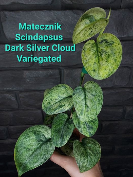 Scindapsus Dark Silver Cloud Variegata #2