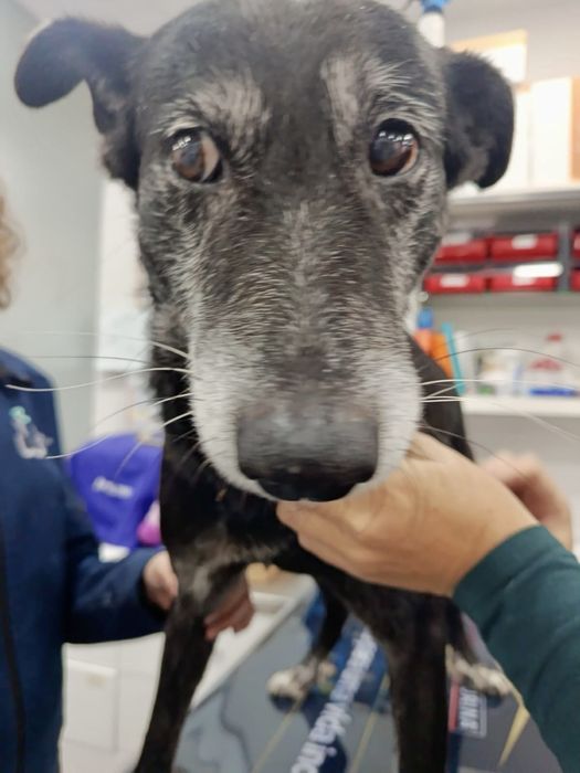 Cão macho para adoção responsável