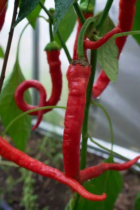 Сезонні знижки на теплиці під Плівку Мрія!Розумна економія!