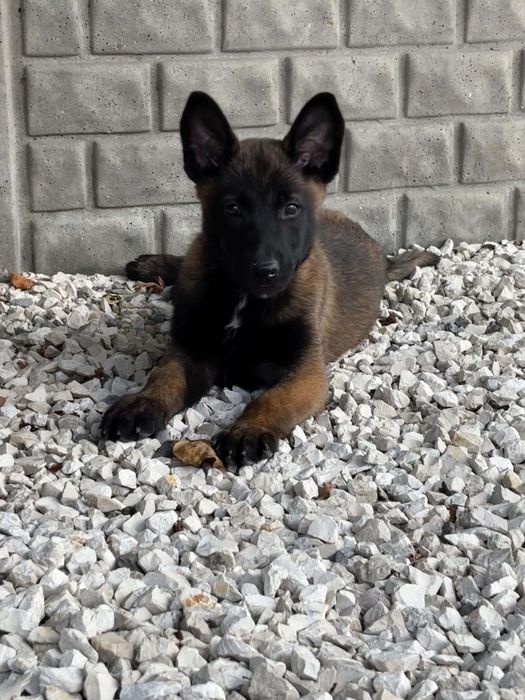 Owczarek belgijski malinois suczka