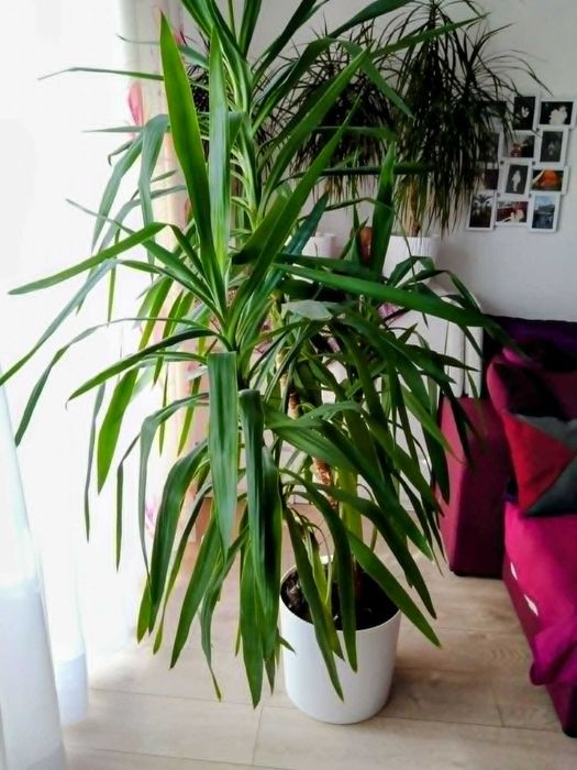 Juka piekny duzy czerstwy kwiat 2,3 m x 2m