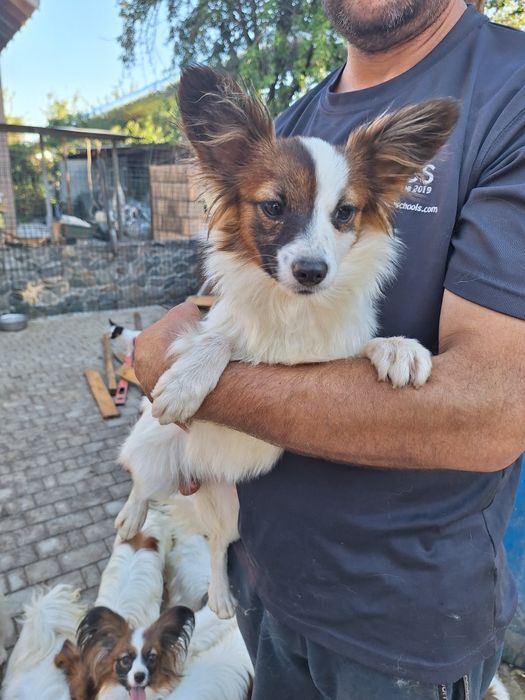 Жанна папильон дева