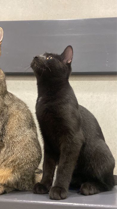 Janko szuka domku !!! Przychodnia Ryś