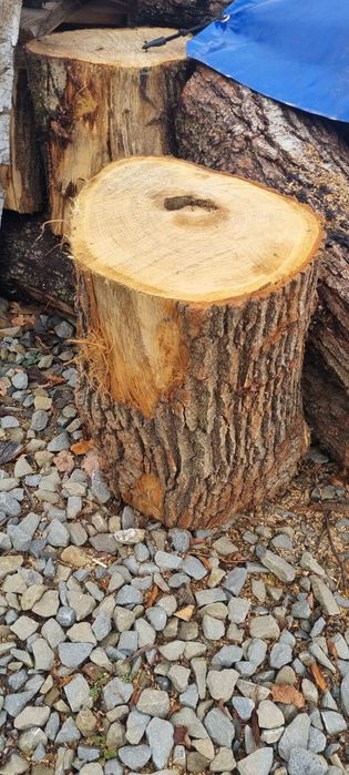 Drzewo   dąb   gotowe różne gatunki i ceny