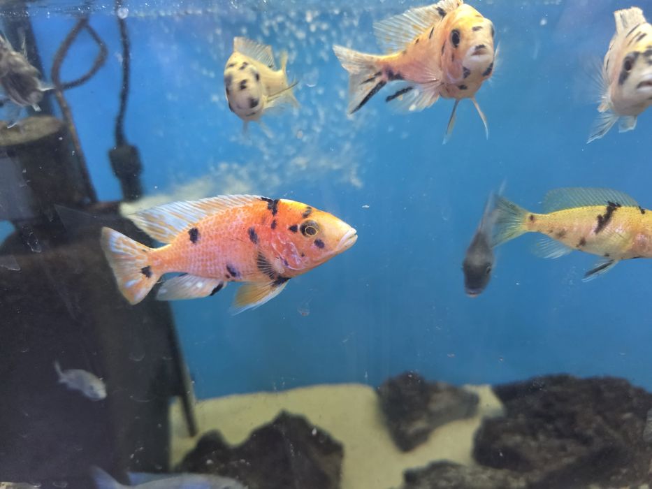 Pyszczaki Aulonocara marmelade ob