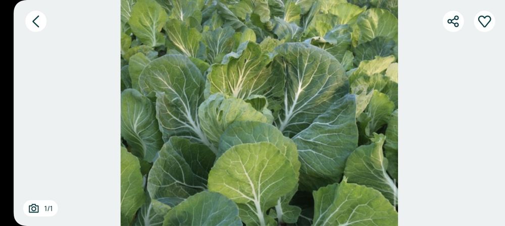 Couve galega para o Natal