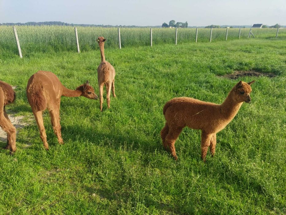 Młody samiec alpaki 9 miesięcy