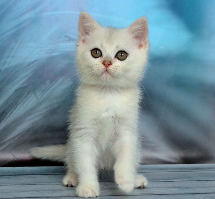 Розкішна дівчинка срібляста шиншила із зеленими очима.
Шубка