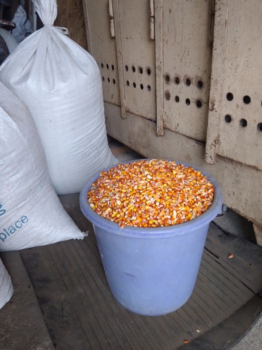 Продам кукурудзу на відра