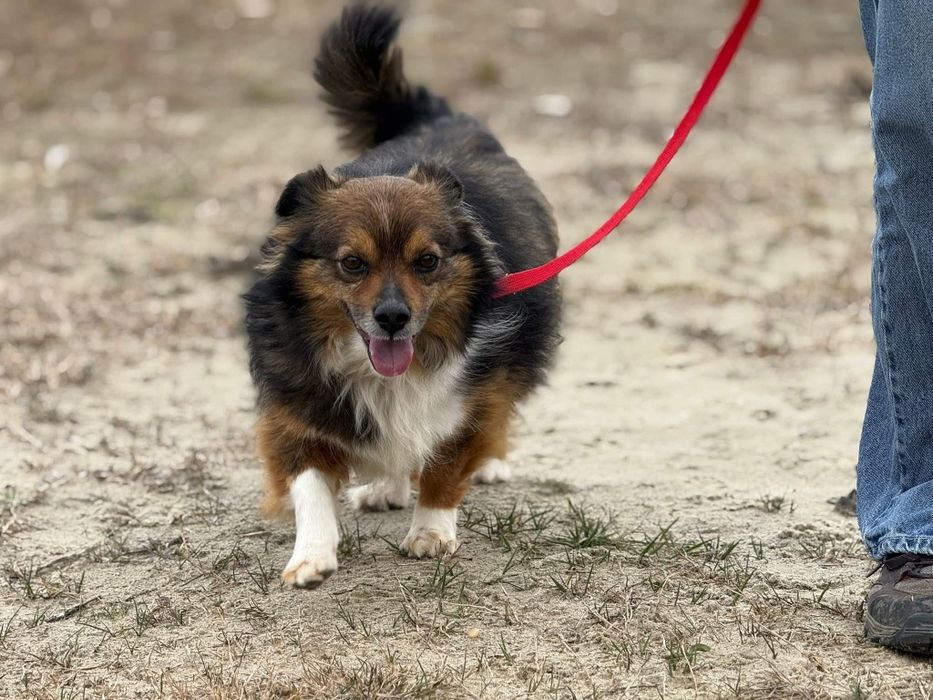 Czupakabra na czterech łapach barwny charakterem Pędzel do adopcji