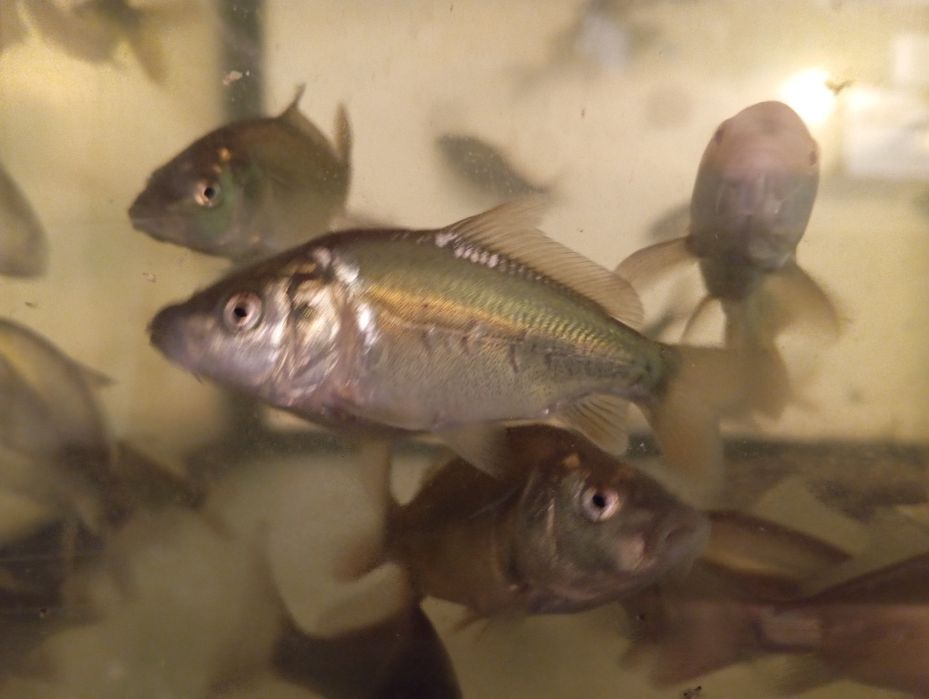 Karp narybek sprzedam