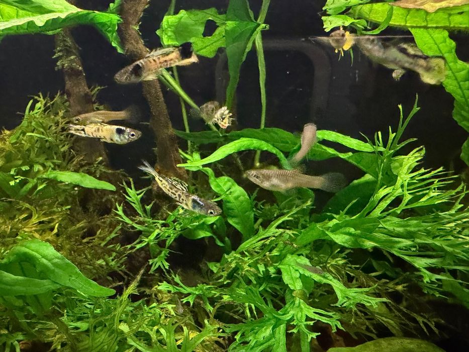 Guppy Endler Tigre