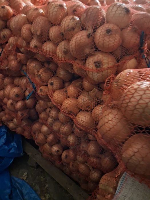 Продається цибуля домашня