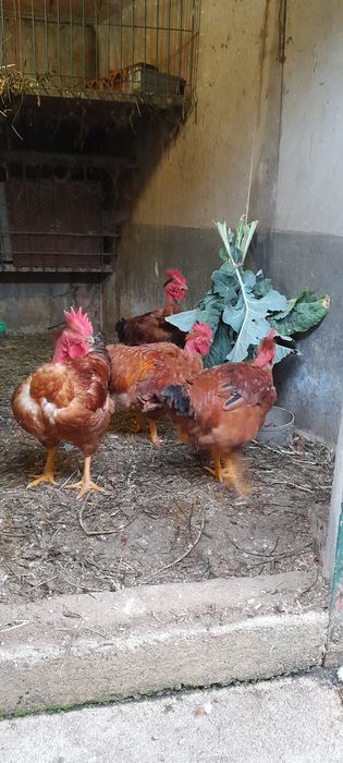 Frangos-Galos caseiros.