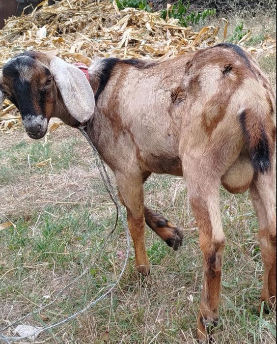 100 %  Цап Англонубієць