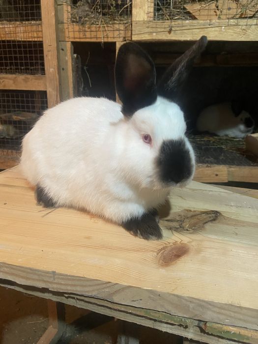 Каліфорнія 4 + міс