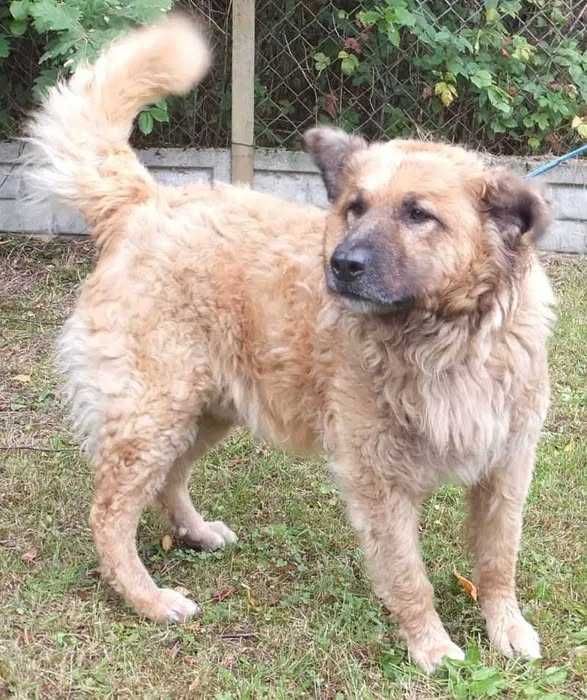 PIĘKNY, WESOŁY, większy psiak do adopcji - oryginalne umaszczenie