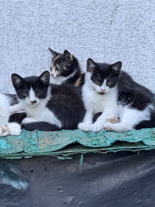 Віддам котят безкоштовно