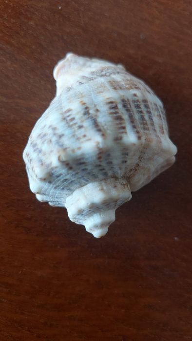 Акваріумні аксесуари камінь, ракушки  з Севастополя !