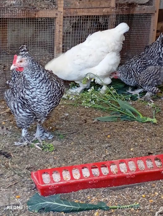 Malines Branco - Ovos