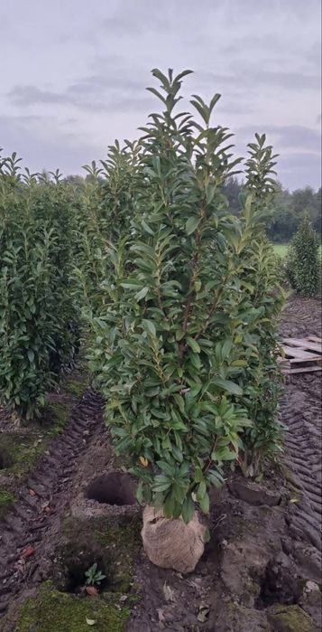 Laurowisnia genolia 180-210cm