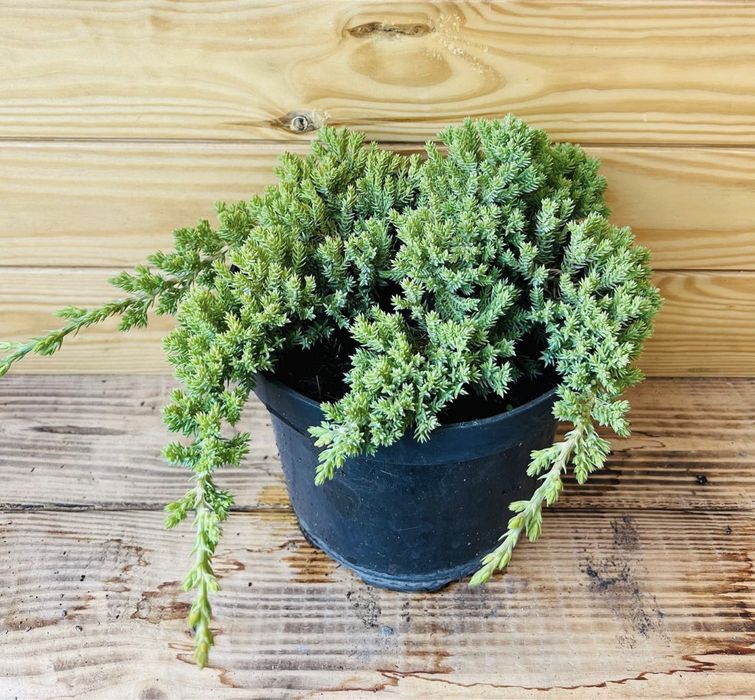 Лежачий ялівець для вашого саду