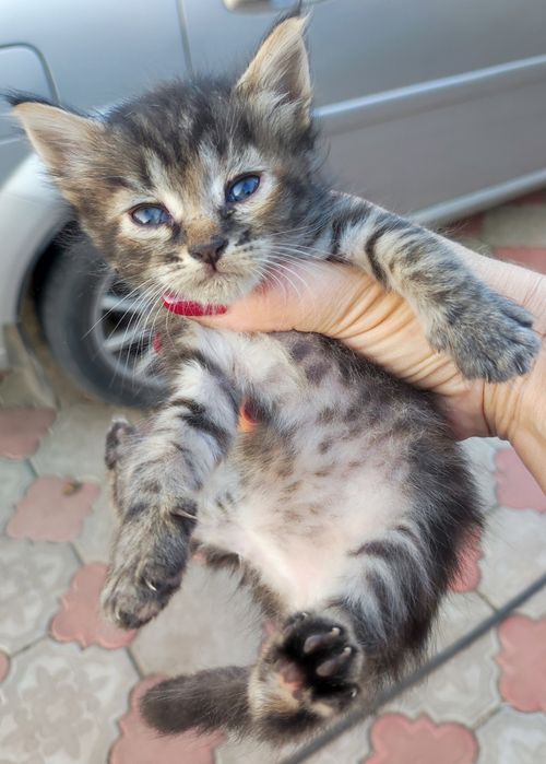 Котята малыши  ищут дом в  добрые руки   и кошечка тоже  мама их