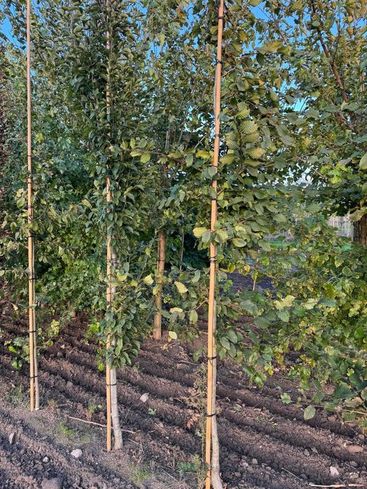 Grab pospolity 6-8, 8-10, 10-12