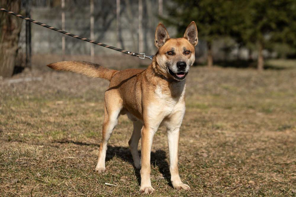 husky mix   Nit szuka domu -schronisko Zgierz -aktualne