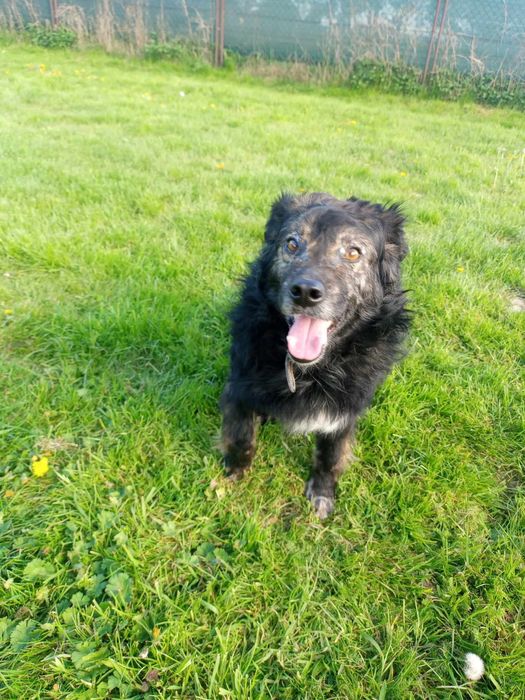 Kochany psiak szuka domu