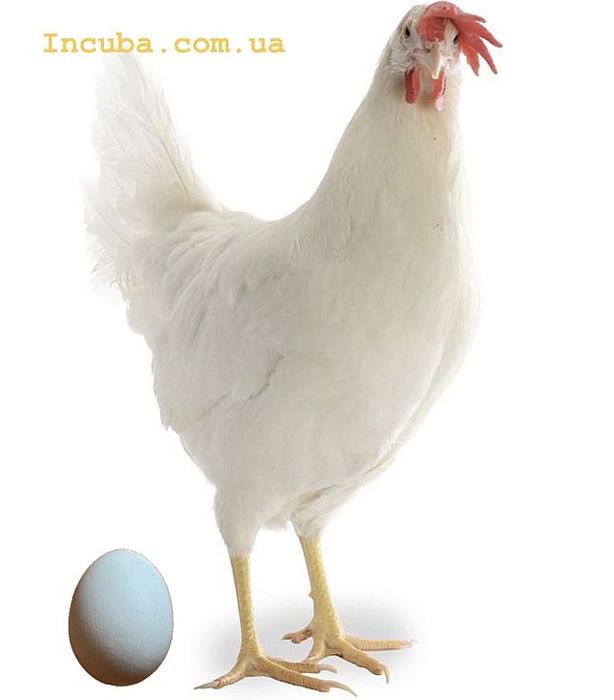 Яйце інкубаційне Легорн біла несучка