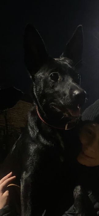 Собачка в добрі руки