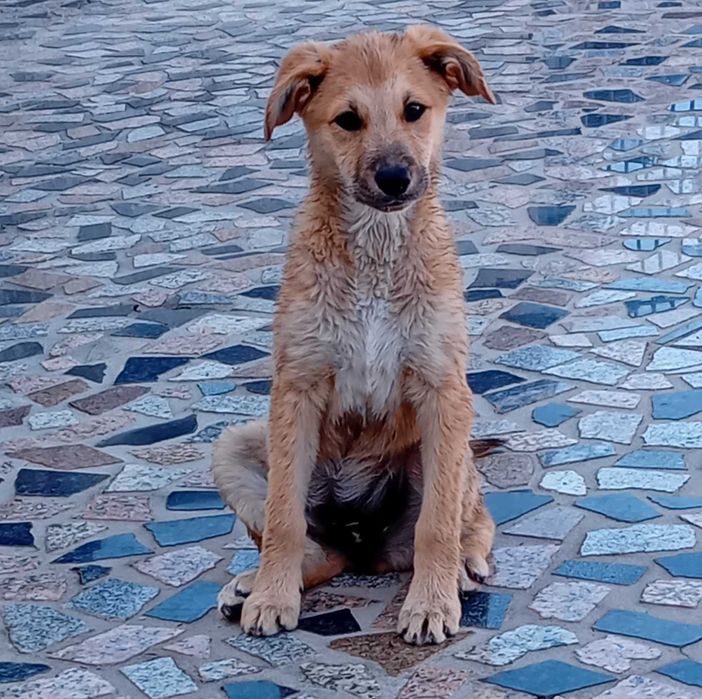 Cadelinha 5 meses  para adoção responsável