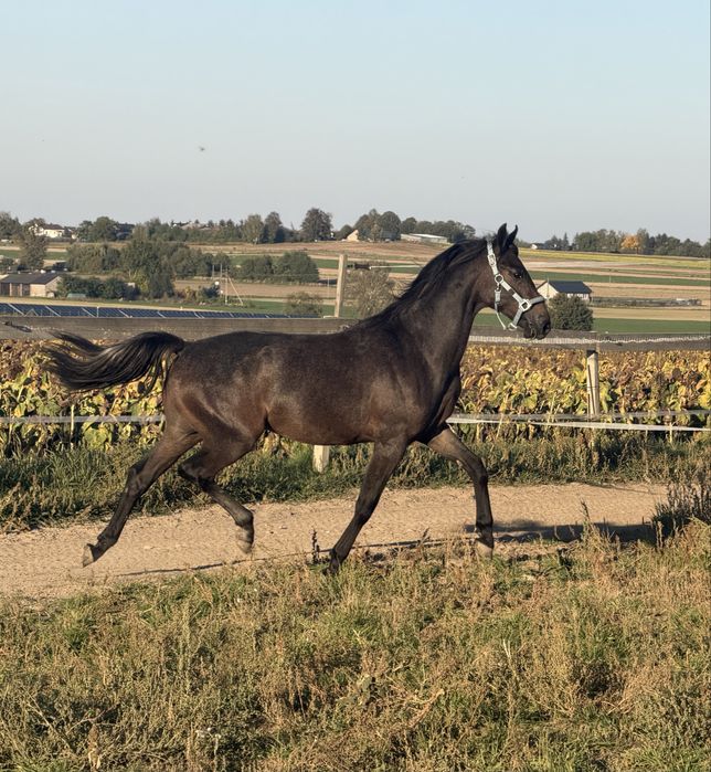1,5 roczny ogier