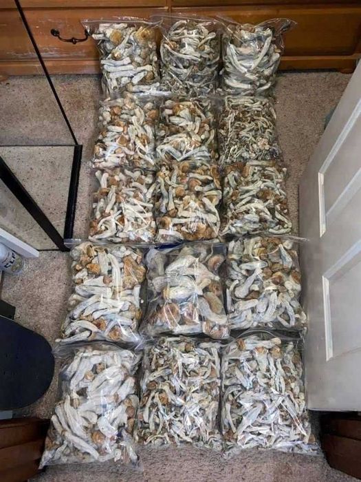 Edible or functional mushrooms