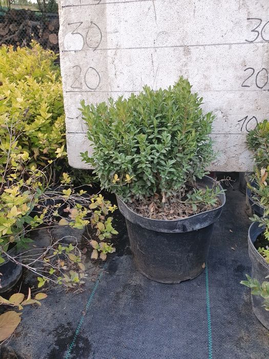 Самшит буксус  20 см п9 2года