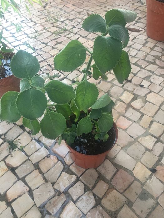 Plantas de jardim diversas