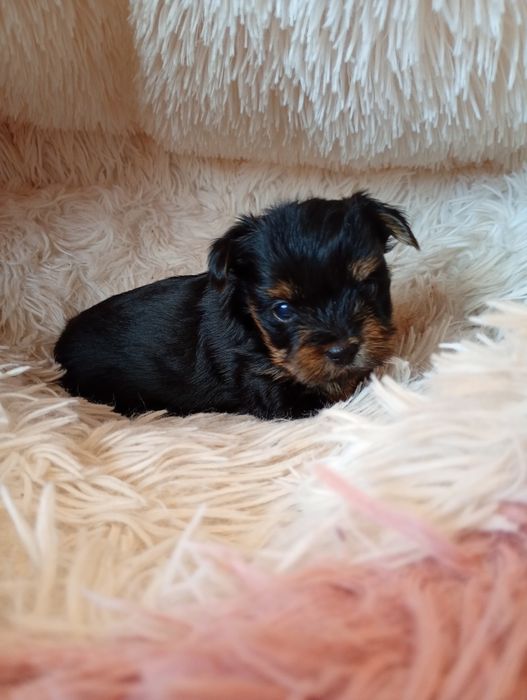 Yorkshire Terrier