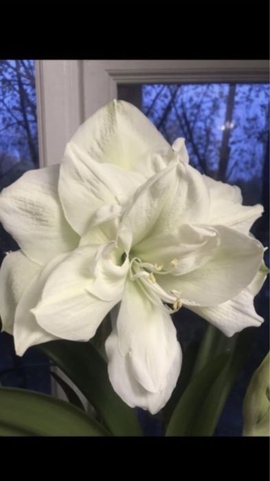 Амариллис гипеаструм,  комнатное растение, лилия, цветок