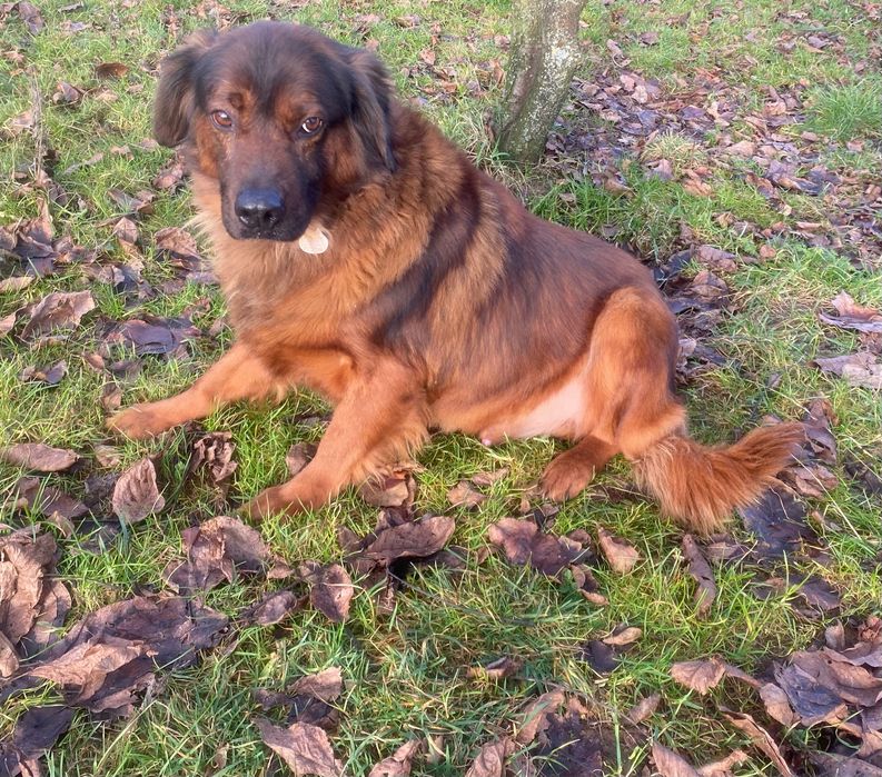 Cukier- do adopcji pies w typie posokowca bawarskiego