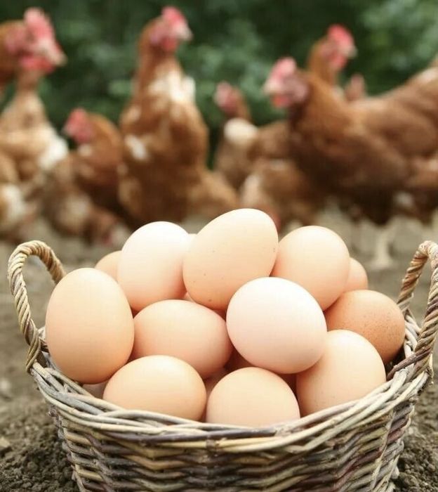 Яйца домашние куриные. Яйця курячі домашні