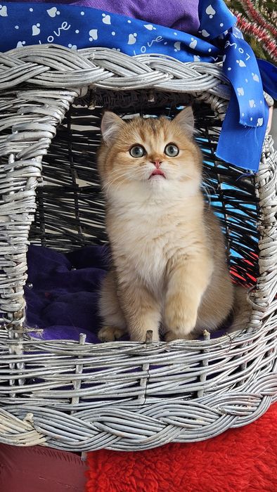 Золотая британская шиншилла кот котята котик хлопчик кіт