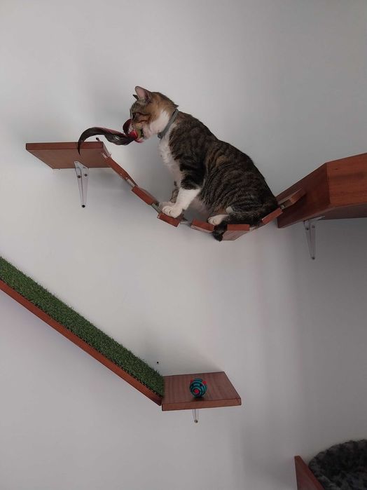 Pet Sitter - Hospedagem Familiar para Cães e Gatos