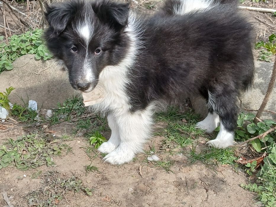 Owczarek szetlandzki suczka  bi black