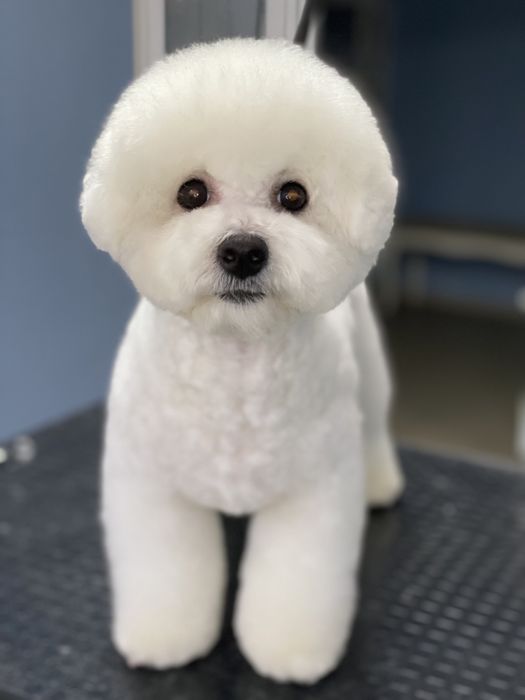 Грумер. Стрижка собак. Святопетрівське  Білогородка Боярка