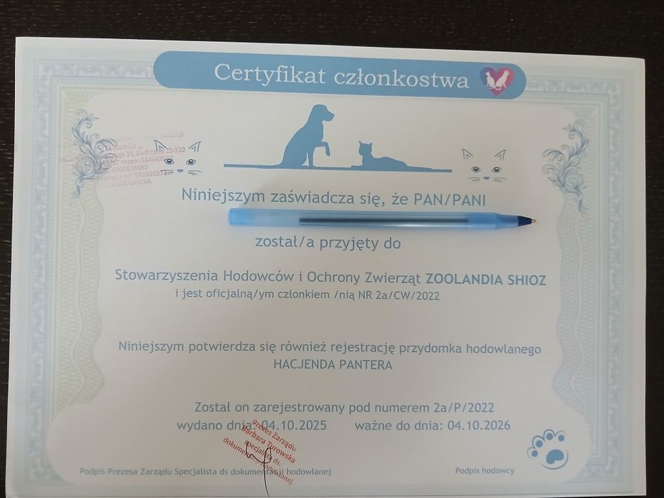 Posokowiec bawarski samiec