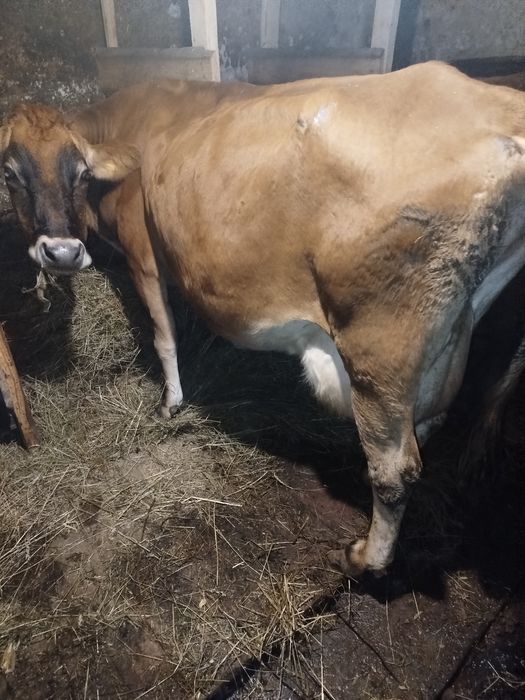 Продам корову Джерсей