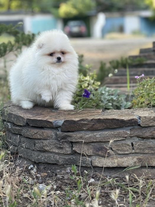 Померанец мини мальчик