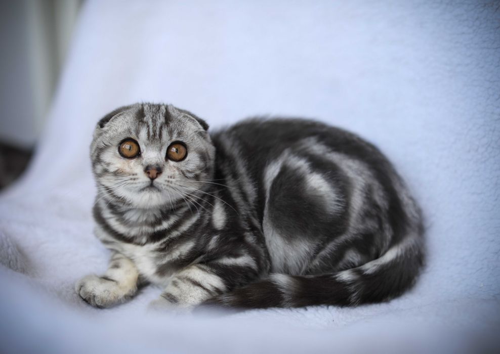 Красивейшие мраморные котики