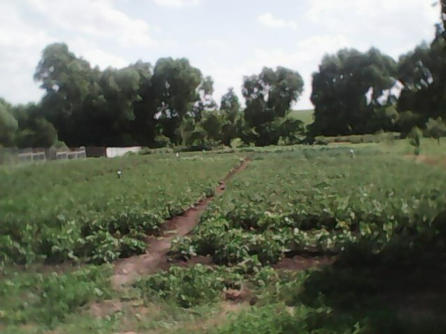 Продажа дачного участка